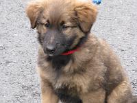 2009_02_08 bella_001